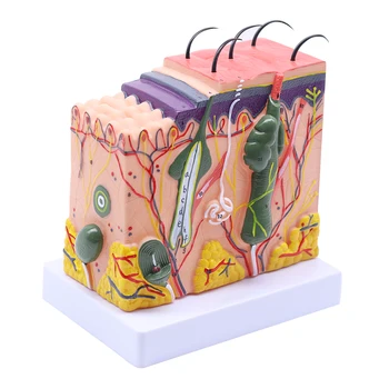 Модель анатомического вскрытия кожи и подкожной клетчатки человека модель медицинской школы Анатомия Биология Медицинские учебные пособия