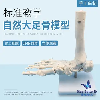 Модель кости стопы, модель кости стопы, функциональная модель сустава стопы взрослого человека, сустав стопы человека без связок